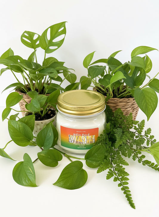 White Birch Scented Candle 8oz Single Cotton Wick Glass Jar