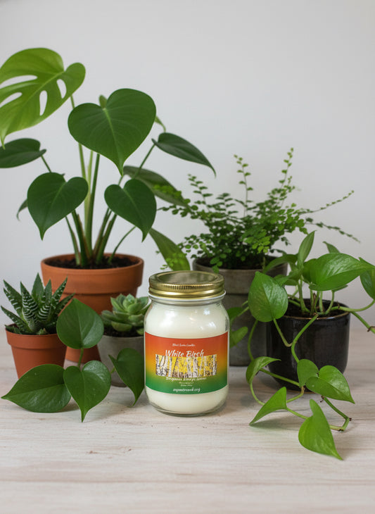 White Birch Scented Candle 16oz Single Cotton Wick Glass Jar