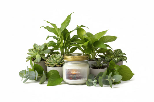 Mistletoe Scented Candle 8oz Single Cotton Wick Glass Jar