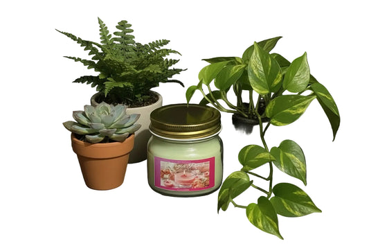 Georgia Peach Scented Candle 8oz Single Cotton Wick Glass Jar